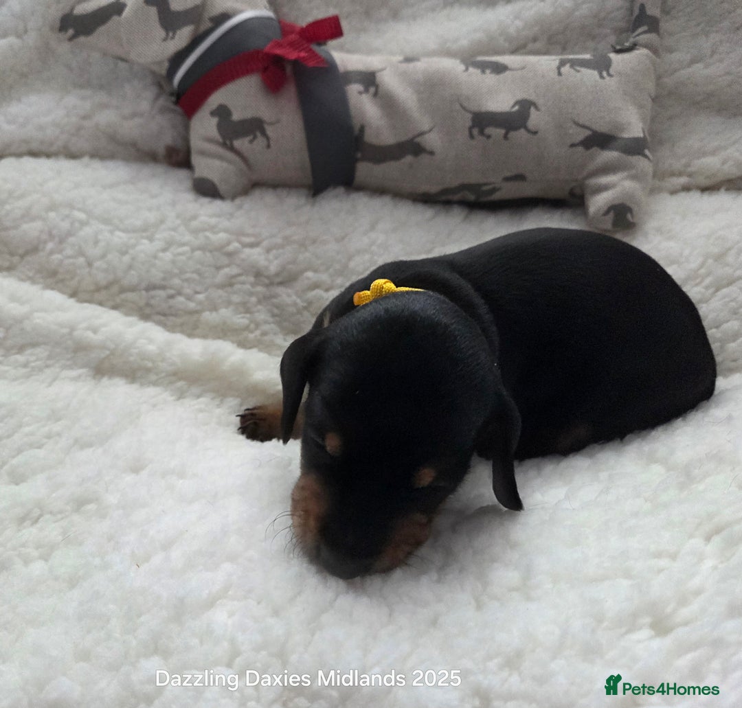 Miniature Dachshund dogs for sale: Shorthaired Minature Daschunds  - Image 25