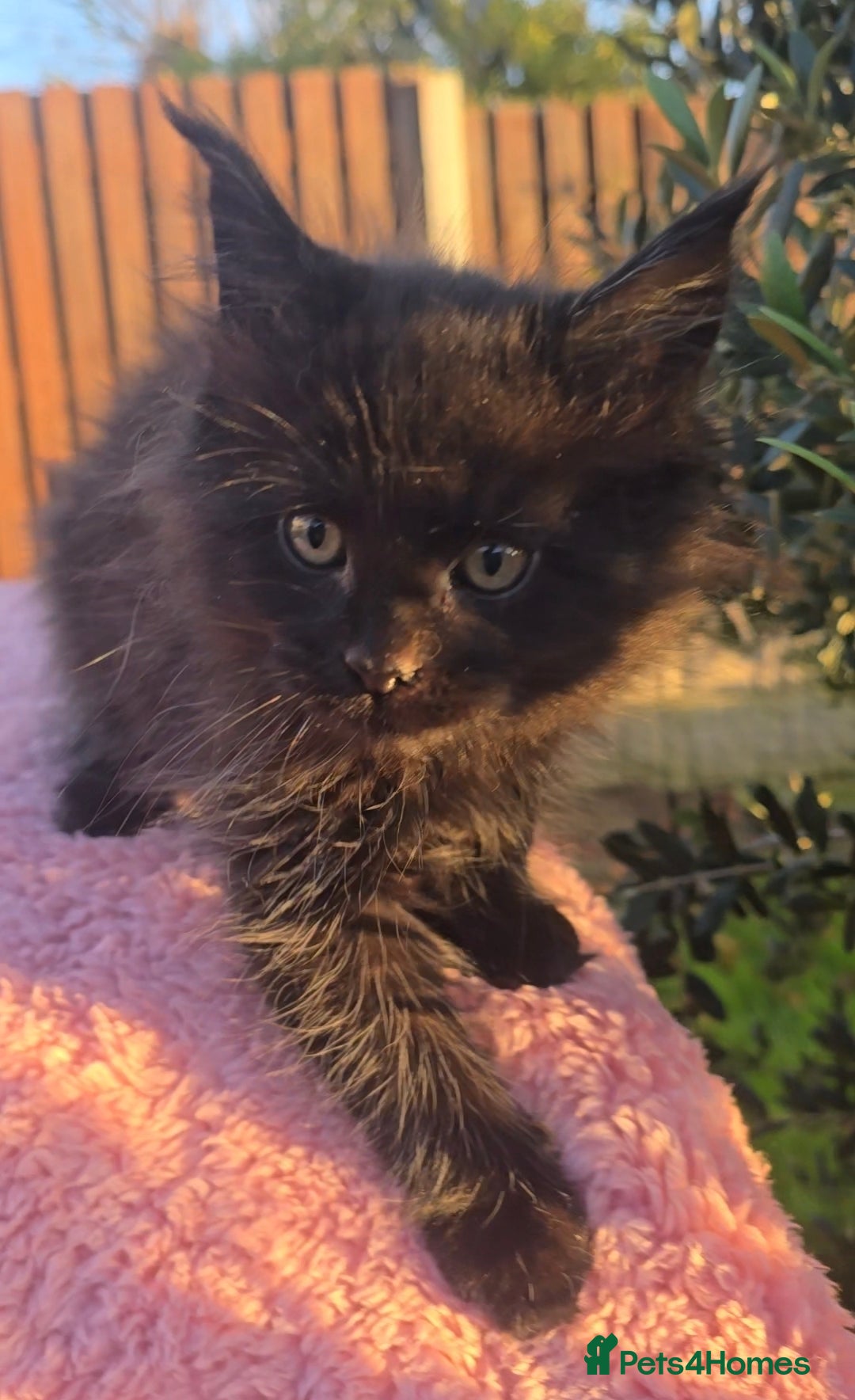 Maine Coon cats for sale: THREE LOVELY MAINE COON GIRLS AVAILABLE. - Advert 8