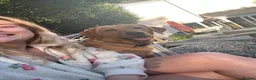 Labrador Retriever dogs for sale: READY NOW one gorgeous girl left!  - Advert 8