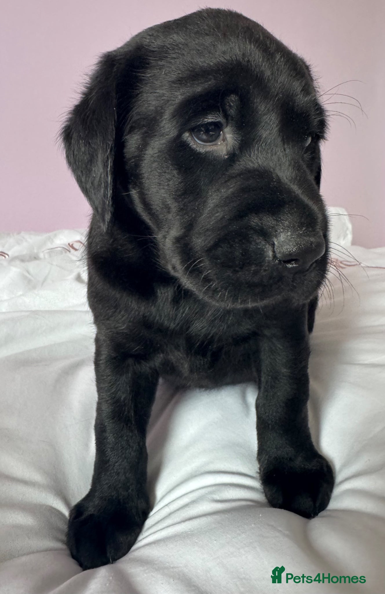 Labrador Retriever dogs for sale: Labrador pups fox red and black  - Advert 18