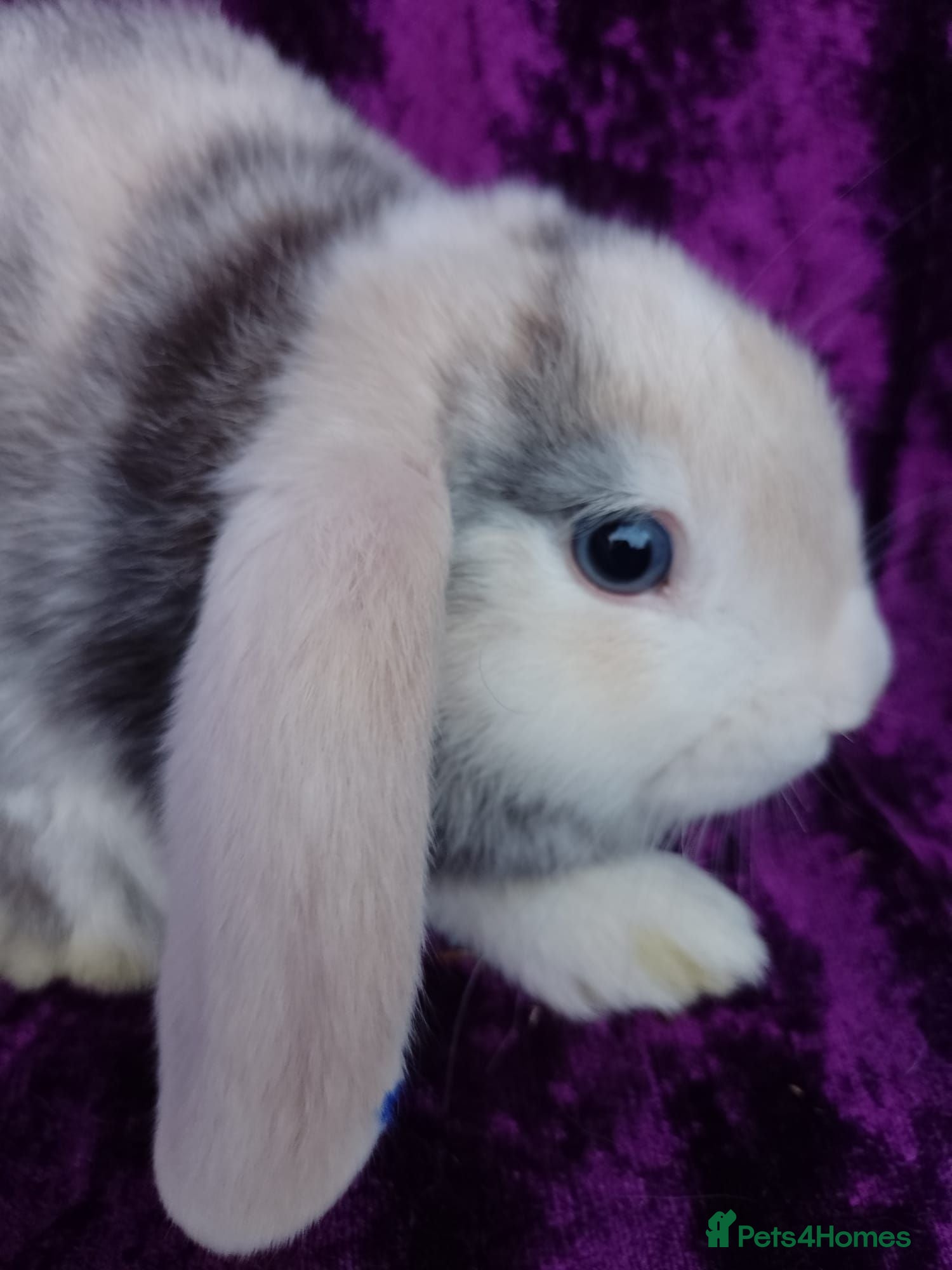 Mini Lion Lop rabbits Mini lion head lop  - Advert 2