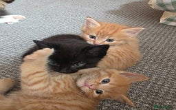 Maine Coon cats for sale: Ginger kitten's  - Image 1