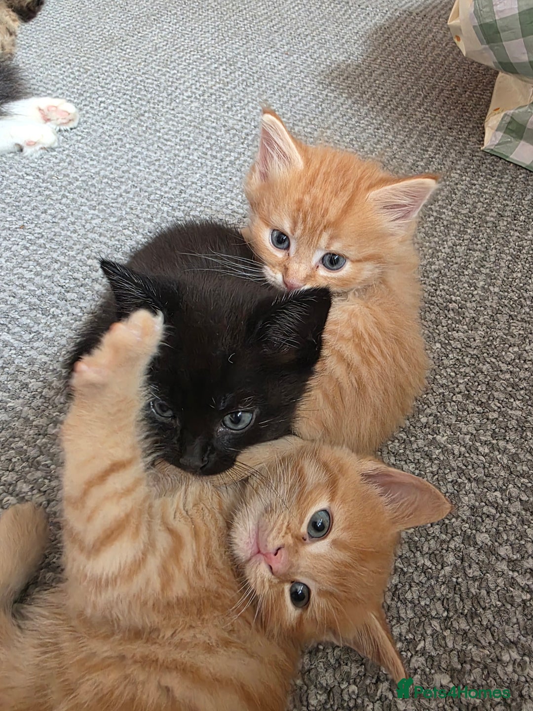 Maine Coon cats for sale: Ginger kitten's  - Image 1