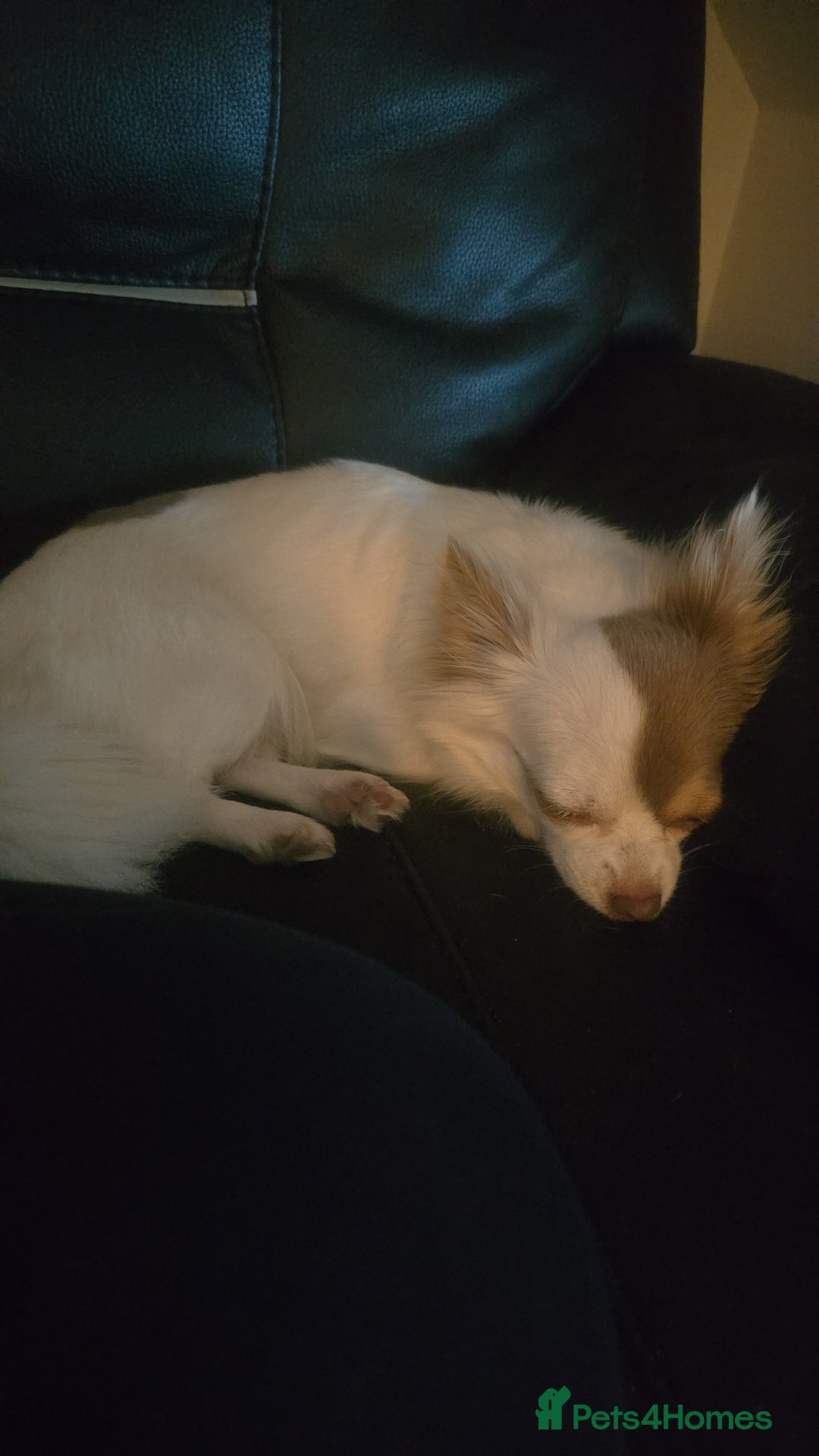 Chihuahua dogs for sale:  **  chihuahua - Advert 4