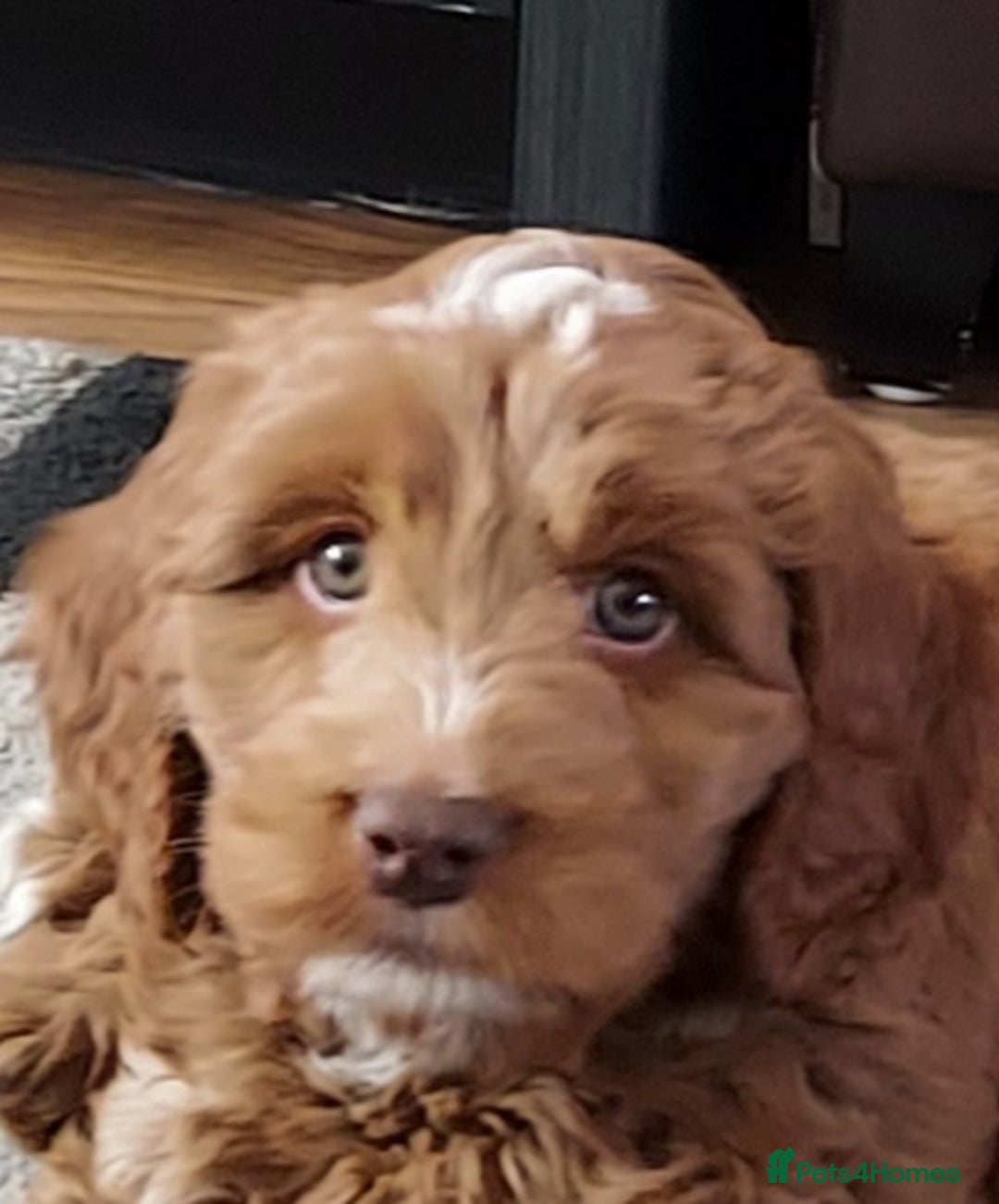 Cockapoo dogs for stud: Goregous Red F1 Cockapoo for Stud - Image 7