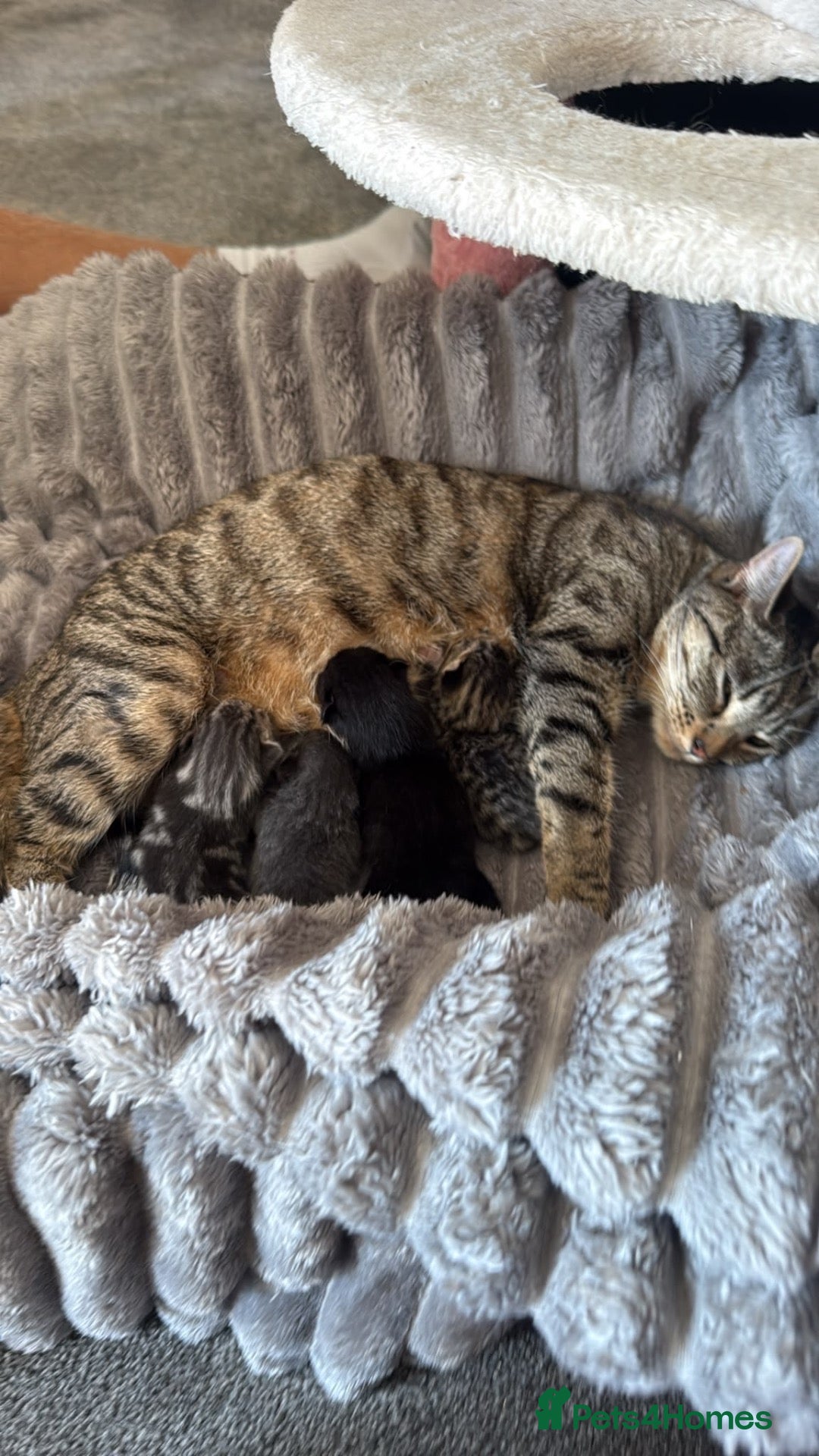 Mixed Breed cats Black and white girl and Tiger girl - Advert 1