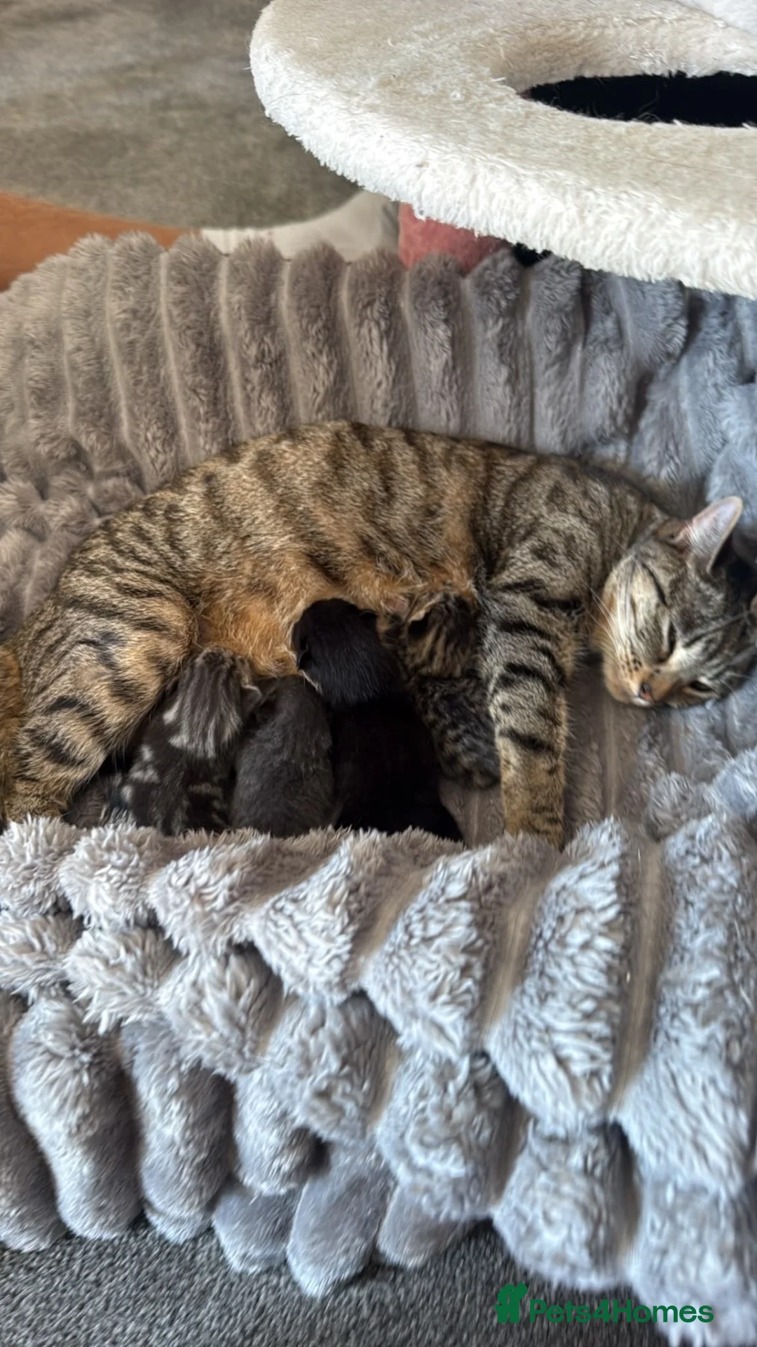 Mixed Breed cats for sale: Black and white girl and Tiger girl - Advert 1