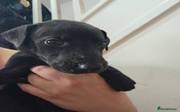 Lurcher dogs for sale: Lurcher puppies  - Advert 12