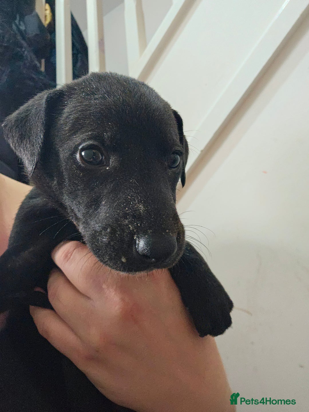 Lurcher dogs for sale: Lurcher puppies  - Advert 12