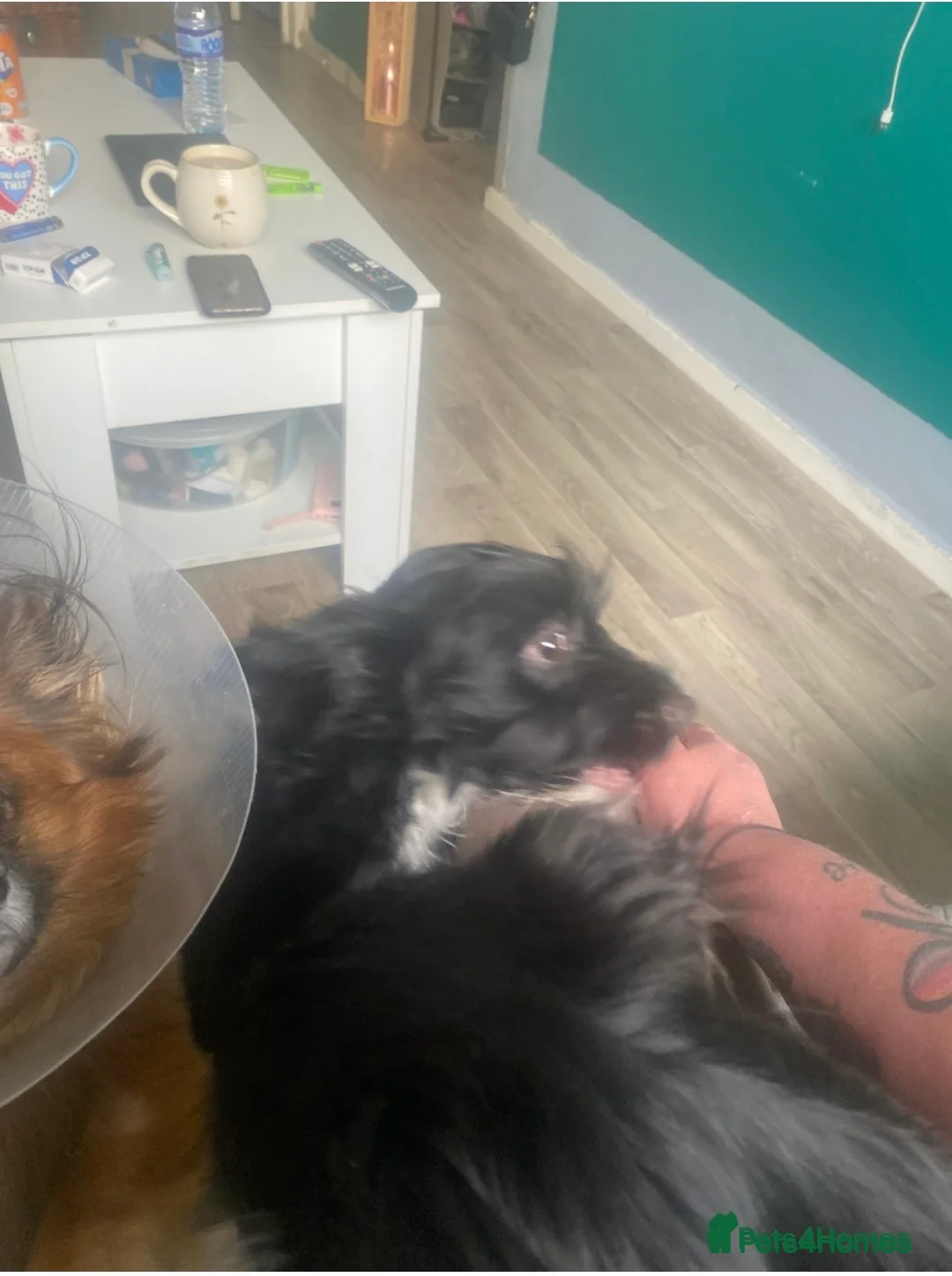 Mixed Breed dogs for sale: LAST MULIPOM PUPPY LEFT  open to offers on price  - Advert 2