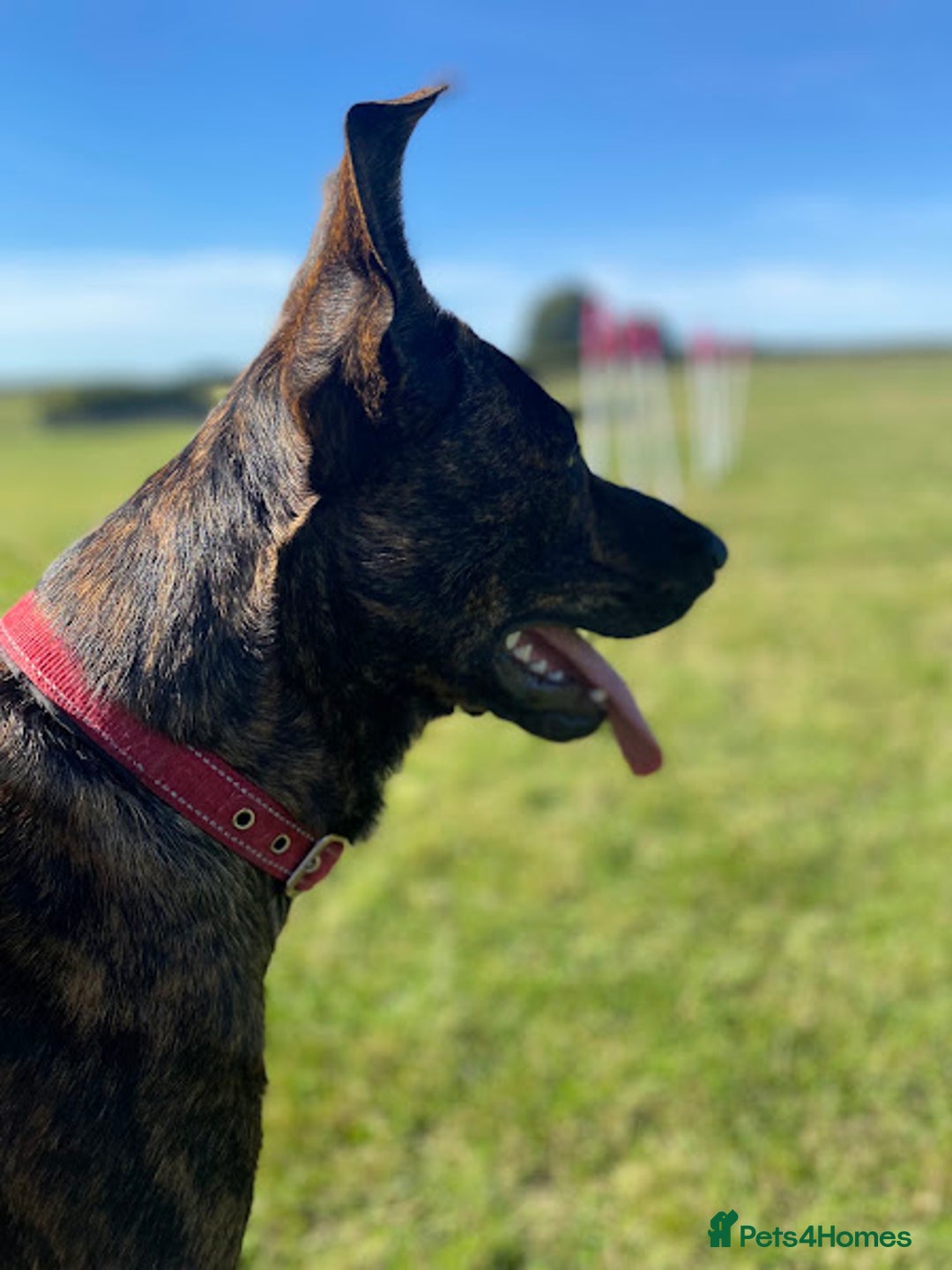 Mixed Breed dogs for sale: Belgian Shepherd Mix - Advert 7