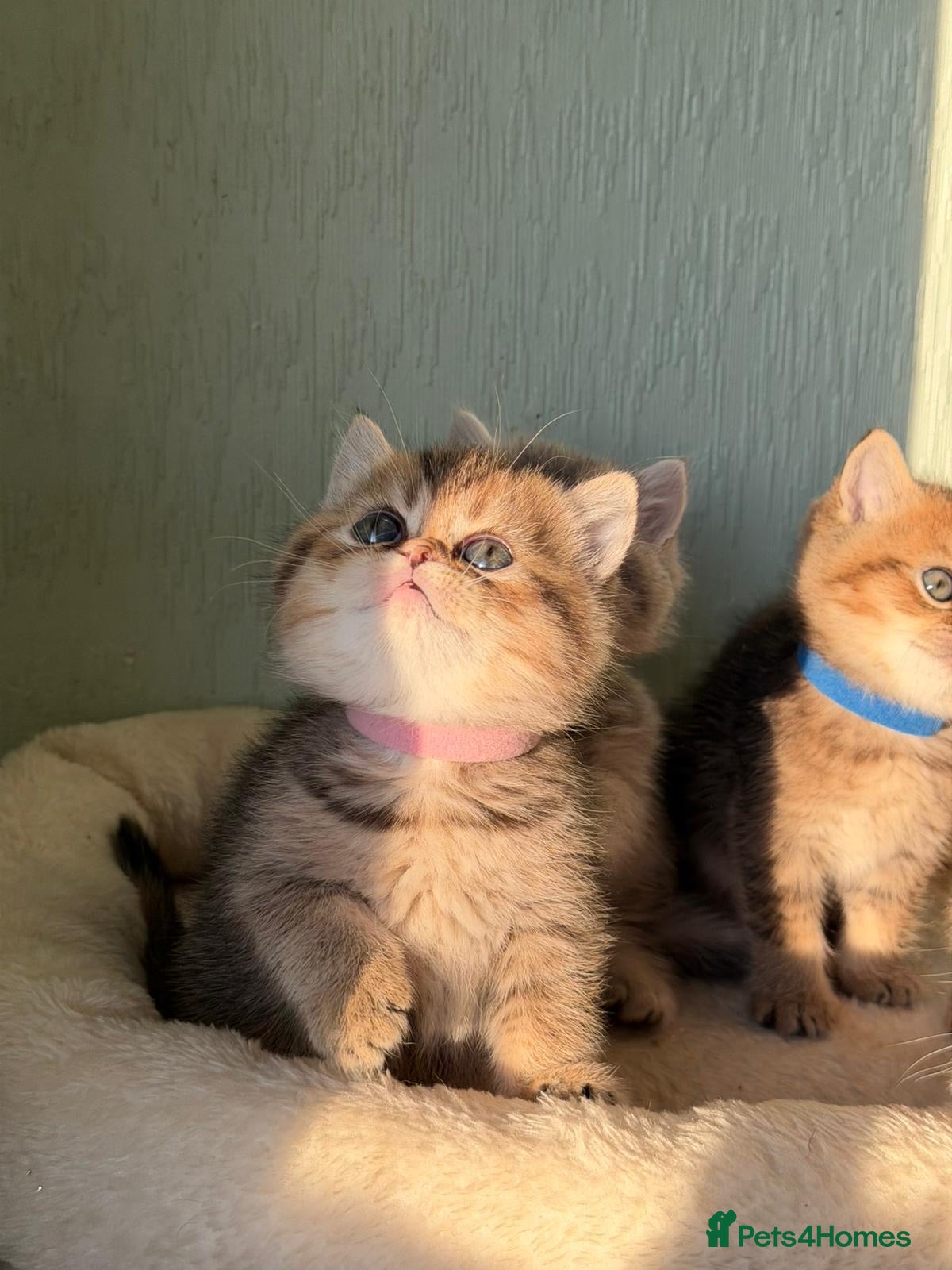 British Shorthair cats ⭐️Stunning BSH kittens GCCF registered ⭐️ - Advert 1