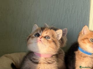 British Shorthair cats ⭐️Stunning BSH kittens GCCF registered ⭐️ - Advert 1