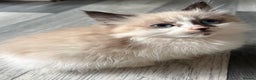 Maine Coon cats for sale: Maine Coon X Kittens - Advert 7