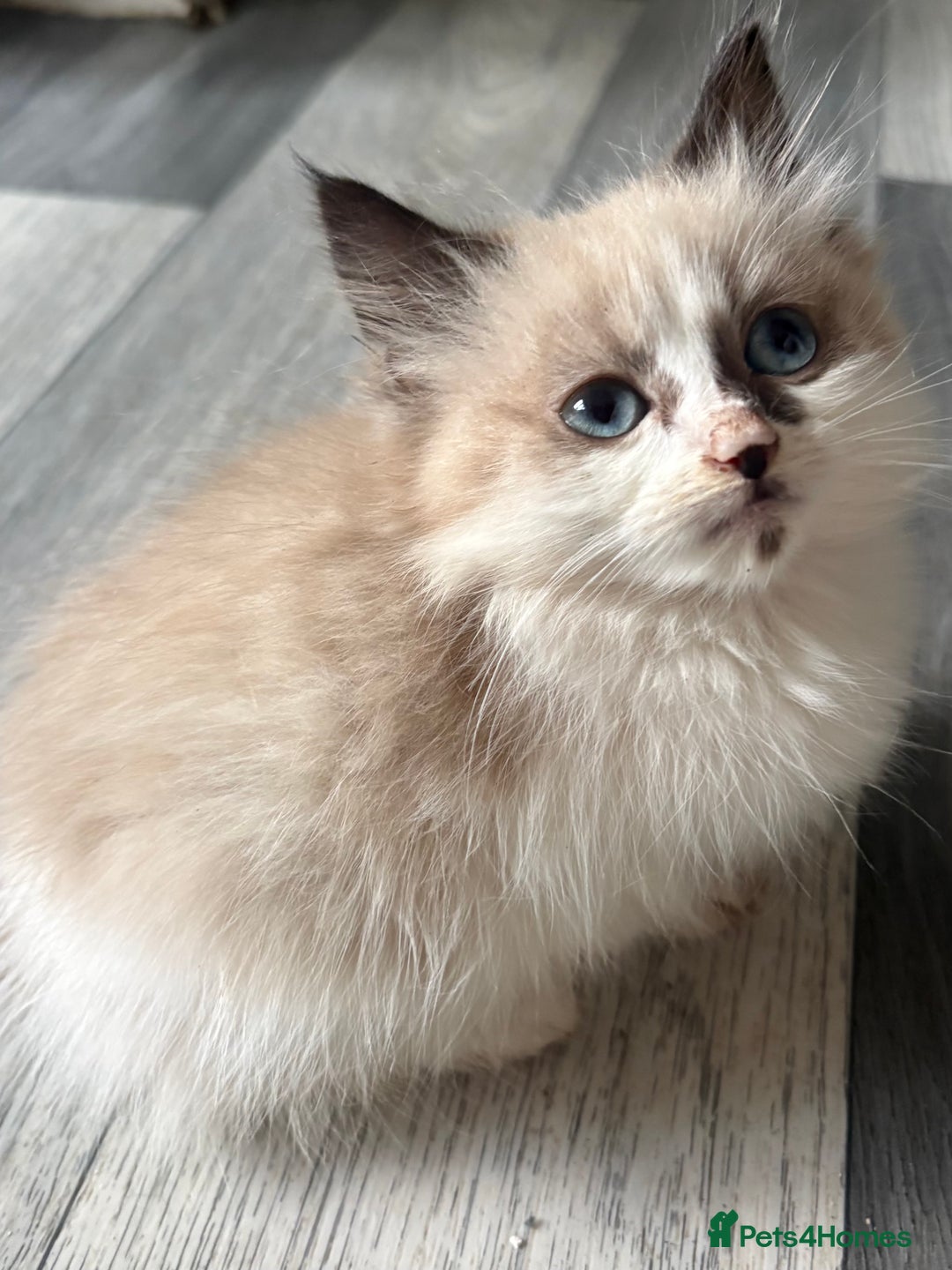 Maine Coon cats for sale: Maine Coon X Kittens - Advert 7
