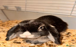 Mini Lop rabbits for sale: Mini lop rabbit - Image 3