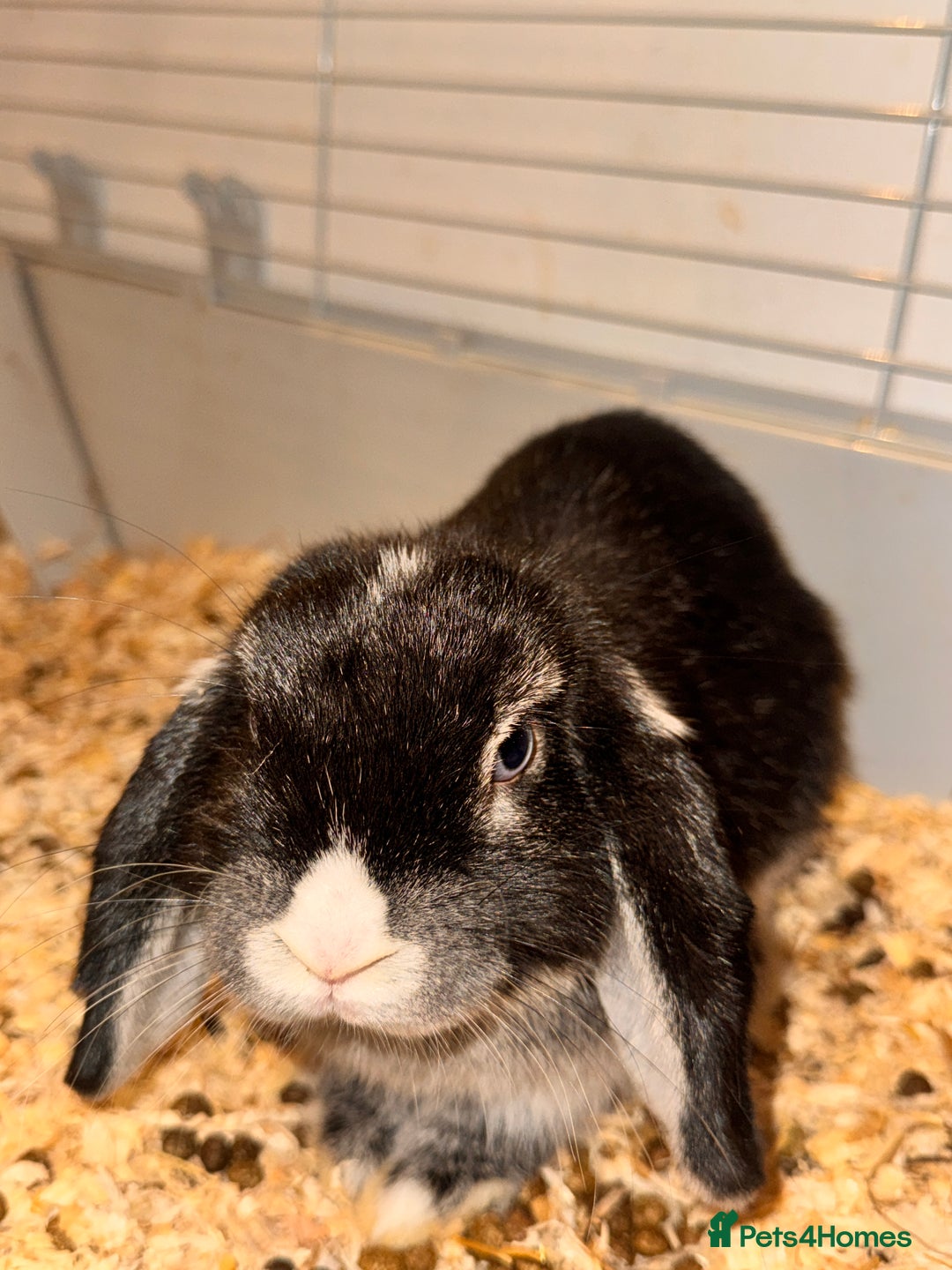 Mini Lop rabbits for sale: Mini lop rabbit - Image 3
