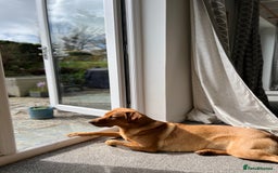 Labrador Retriever dogs for sale: Fox Red Labrador Pup's - Expressions of Interest - Advert 7