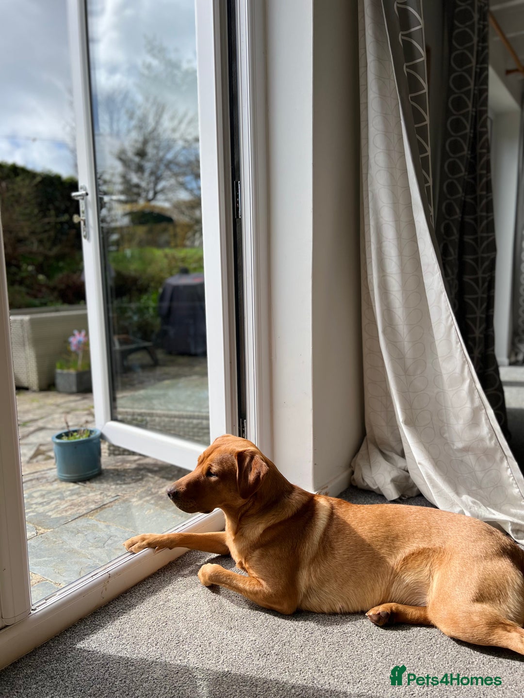 Labrador Retriever dogs for sale: Fox Red Labrador Pup's - Expressions of Interest - Advert 7