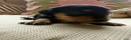 Miniature Dachshund dogs for sale: Stunning miniature dachshund puppies  - Advert 10