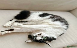 Mixed Breed cats for adoption: Meet Charli - Image 9