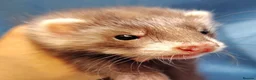 Ferret rodents for sale: Beautiful angora ferret kits - Advert 3