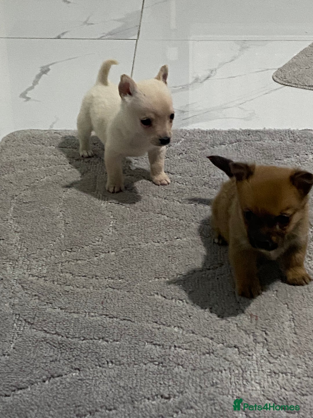 Chihuahua dogs for sale: 3 beautiful chihuahua puppies  - Advert 18