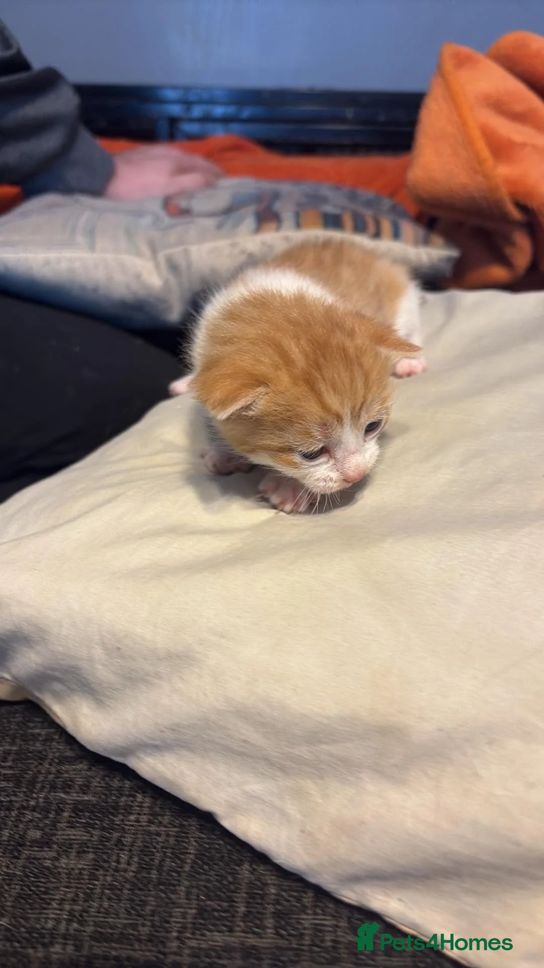 Mixed Breed cats for sale: Beautiful kittens for sale 😸 😸  - Advert 2