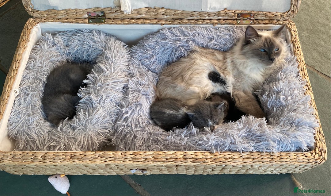 Ragdoll cats for sale: Ragdoll X Kittens for Loving Forever Homes - Image 26