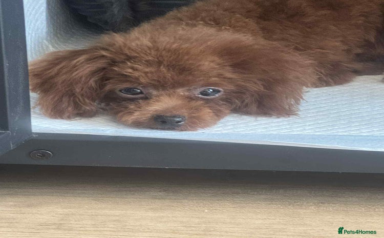 Toy Poodle dogs - Advert 2