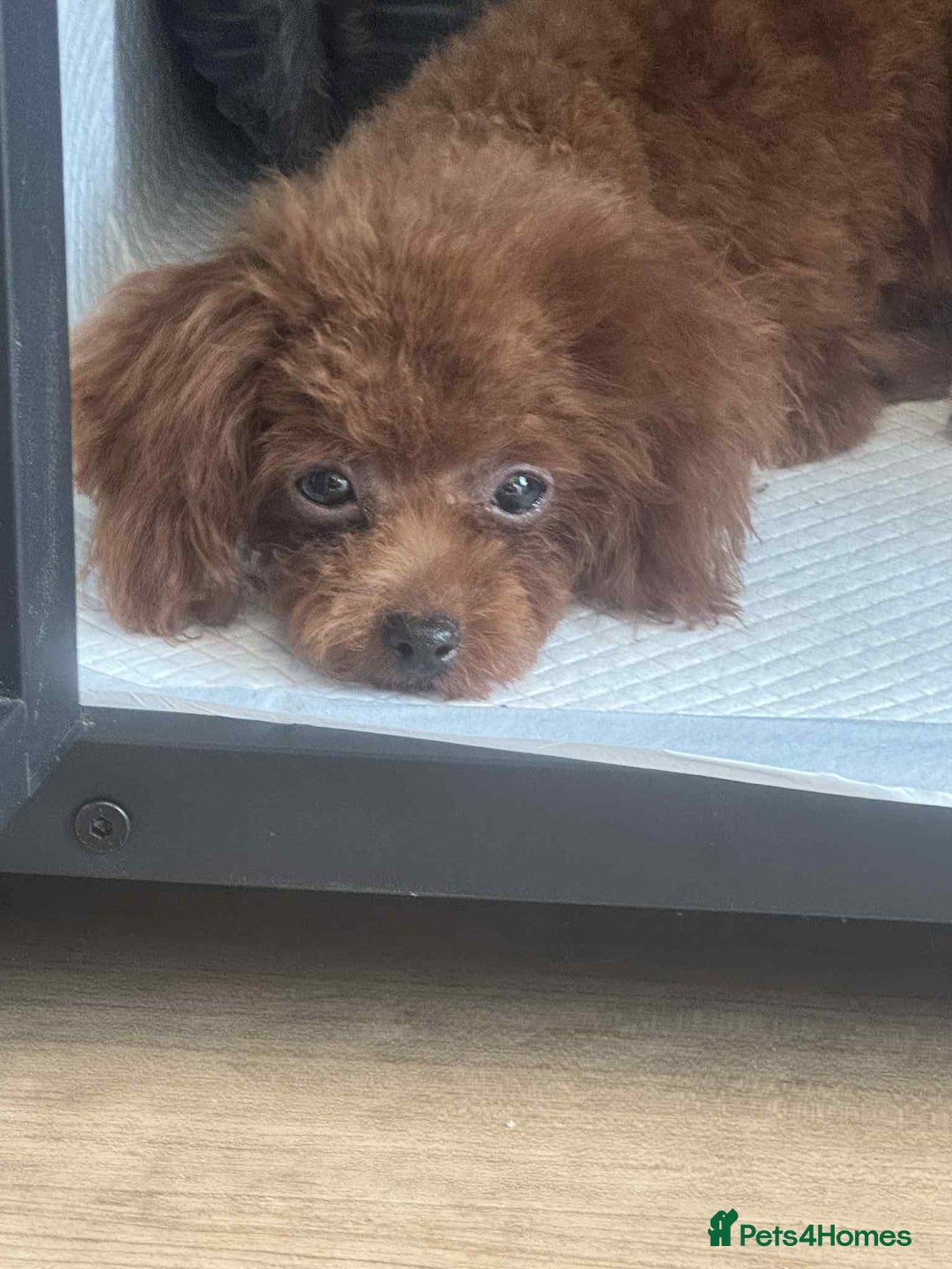 Toy Poodle dogs for sale: Asian toy poodle  - Image 1