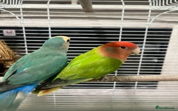 Lovebirds birds for sale: Male & female  - Advert 9