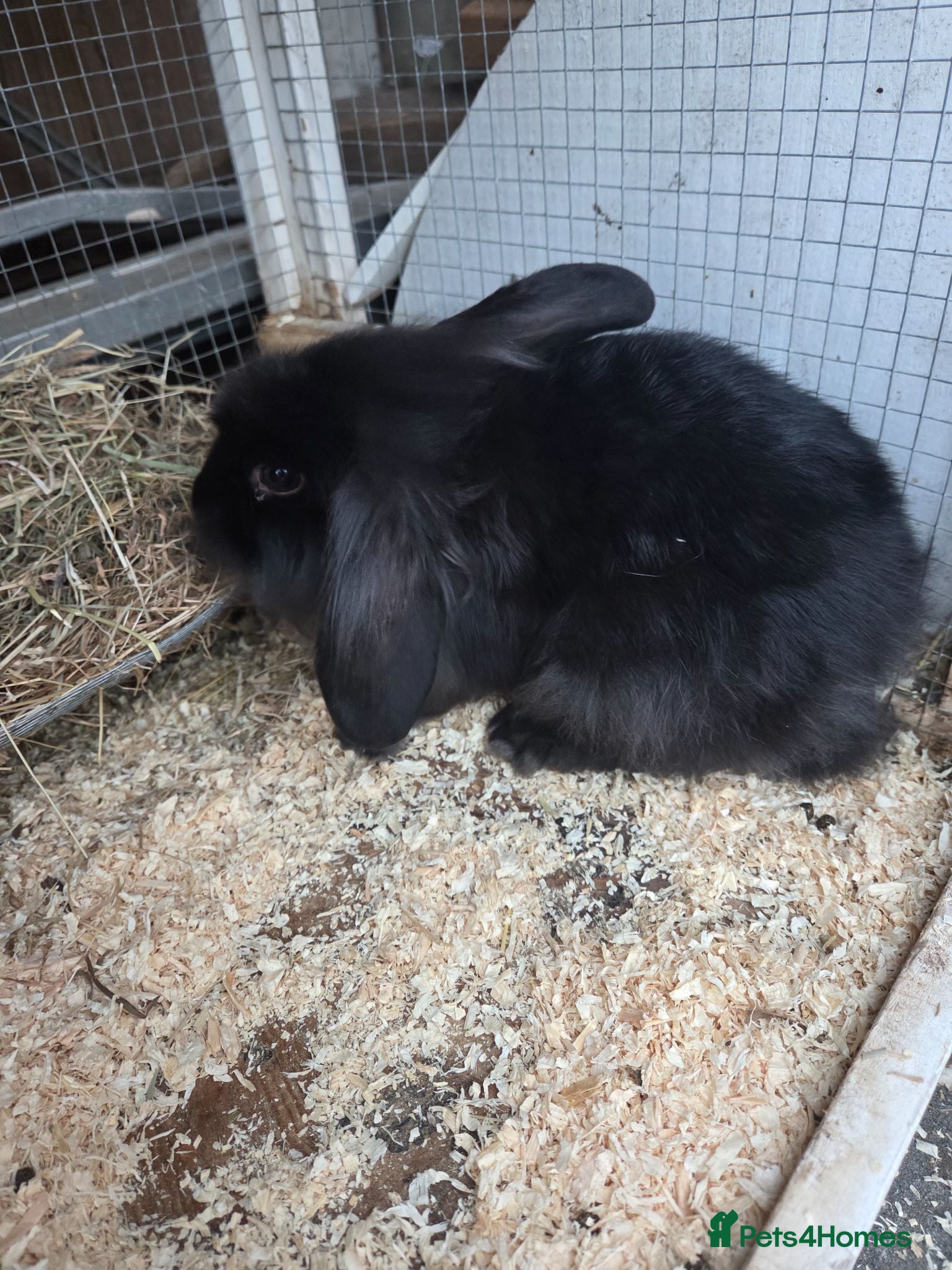Mixed Breed rabbits Rabbits male - Advert 1