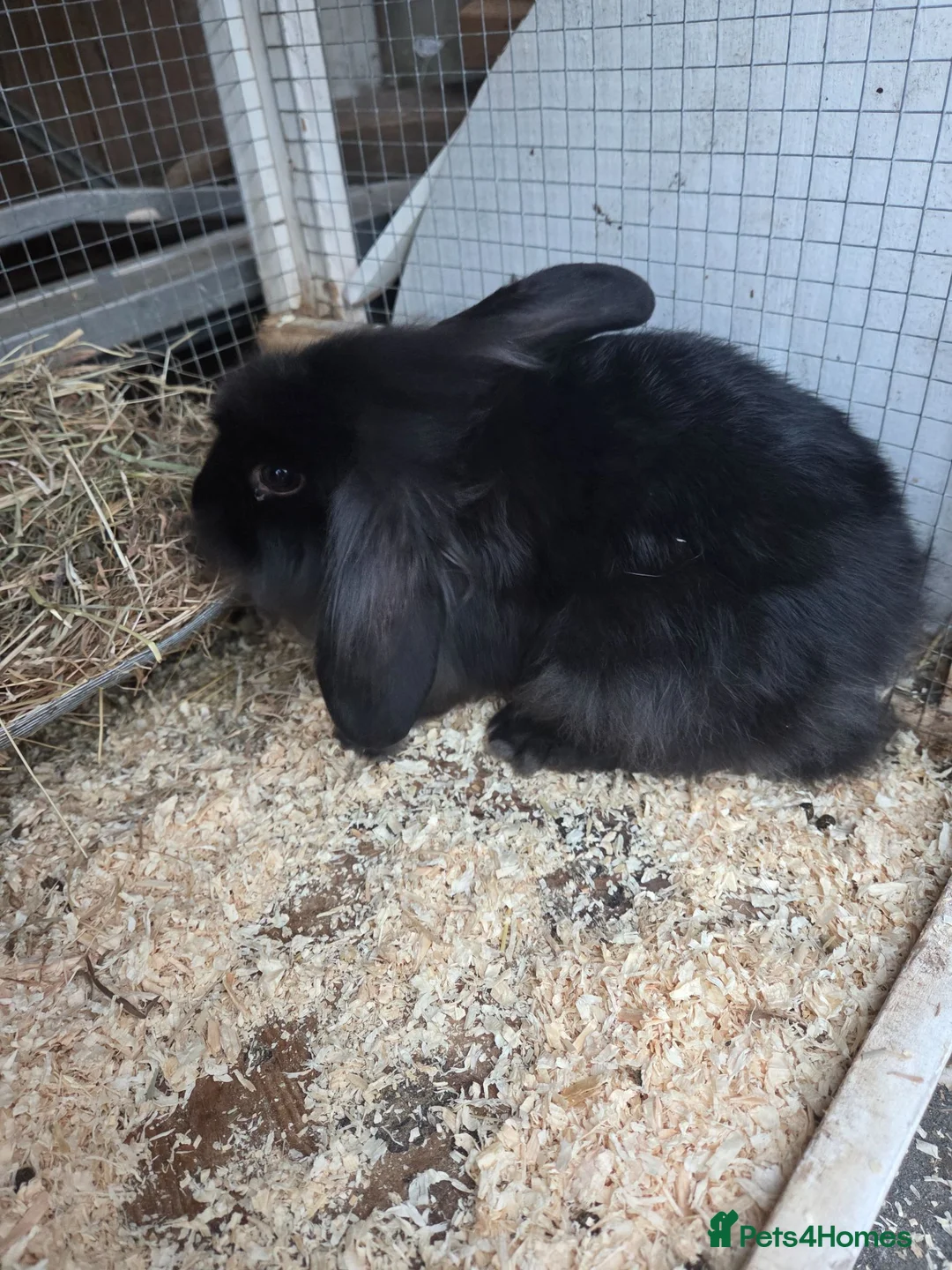 Mixed Breed rabbits for sale: Rabbits male in Basildon - Advert 1