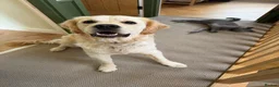 Golden Retriever dogs for sale: KC Registered Golden Retriever Female, 17 Months in Leeds - Advert 5
