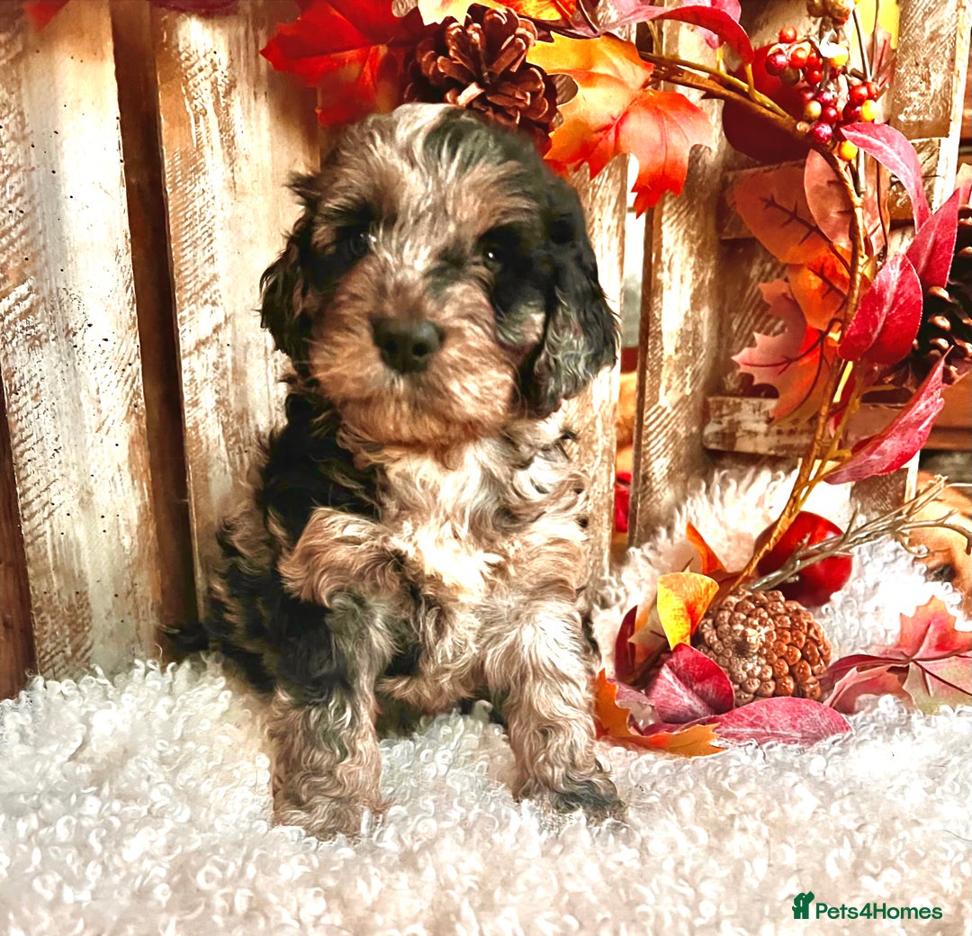 Cockapoo dogs for sale: Quality Cockapoo Puppies Blue Merle / Golden  - Advert 7