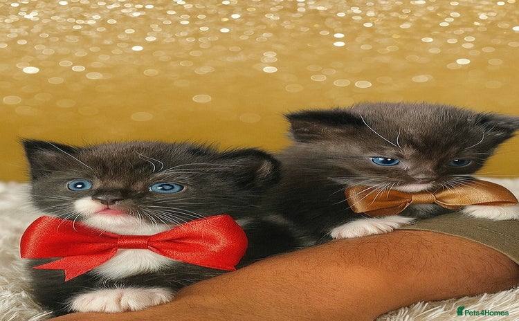 Mixed Breed cats - Advert 5