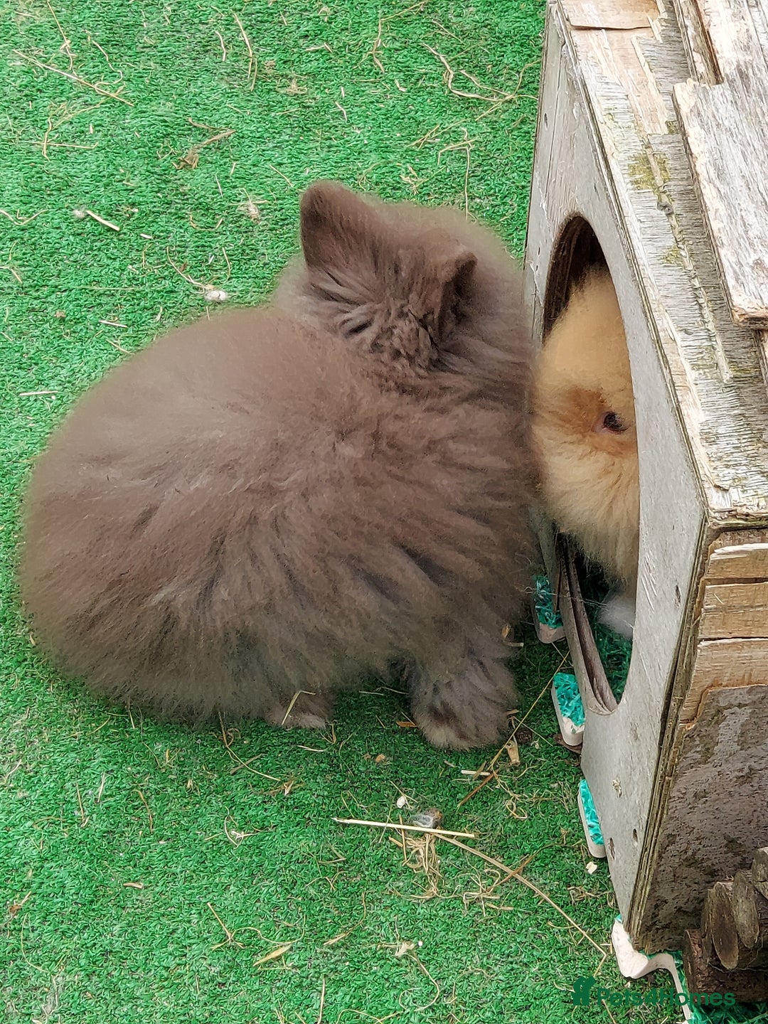Lionhead rabbits for sale: Beautiful Double Maned Lionhead Babies - Image 17