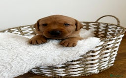 Labrador Retriever dogs for sale: Champion Bloodlines KC Labrador Retriever Puppies - Image 6