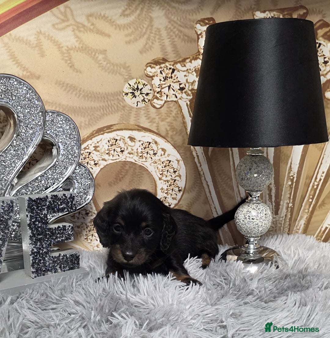 Miniature Dachshund dogs for sale: Adorable KC long coat boys available  - Advert 8
