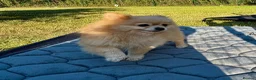 Pomeranian dogs for adoption: 🐾 Tuzi – Female Pom Looking for aForever Home 🐾 - Advert 5