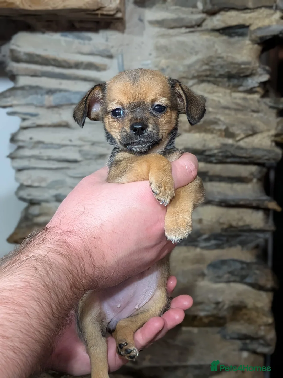 Chiweenie dogs for sale: Two beautiful tiny Chiweenies for sale - Advert 5