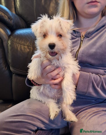 Miniature Schnauzer dogs - Advert 2