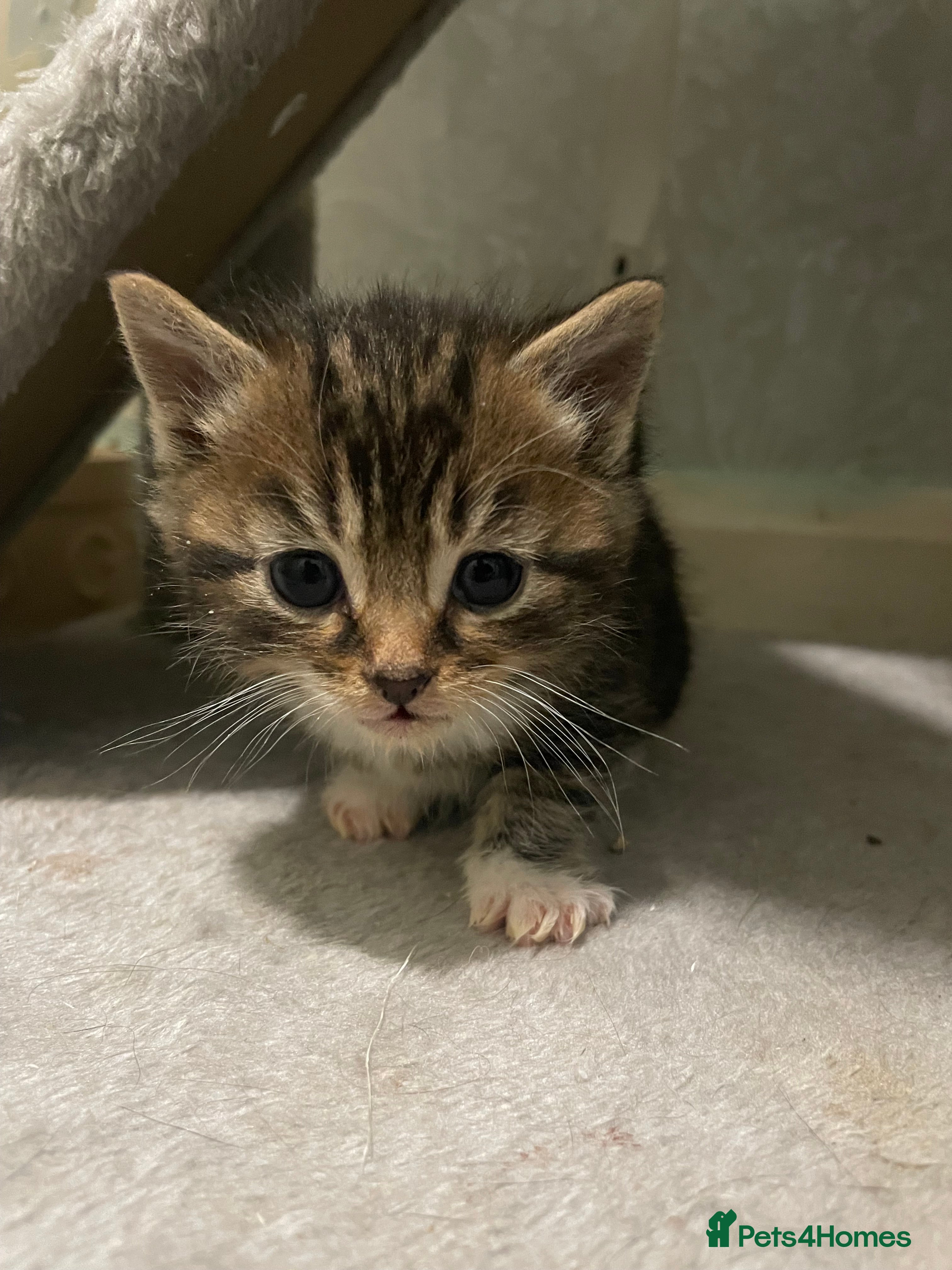 Domestic Shorthair cats Beautiful kittens for sale  - Advert 5