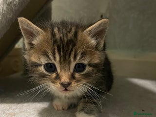 Domestic Shorthair cats Beautiful kittens for sale - Advert 3