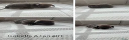 Miniature Dachshund dogs for sale: Beautiful miniature dachshund puppy’s  - Advert 2