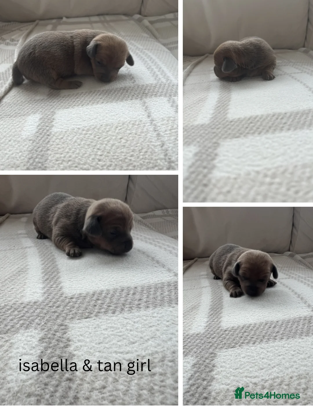 Miniature Dachshund dogs for sale: Beautiful miniature dachshund puppy’s  - Advert 2