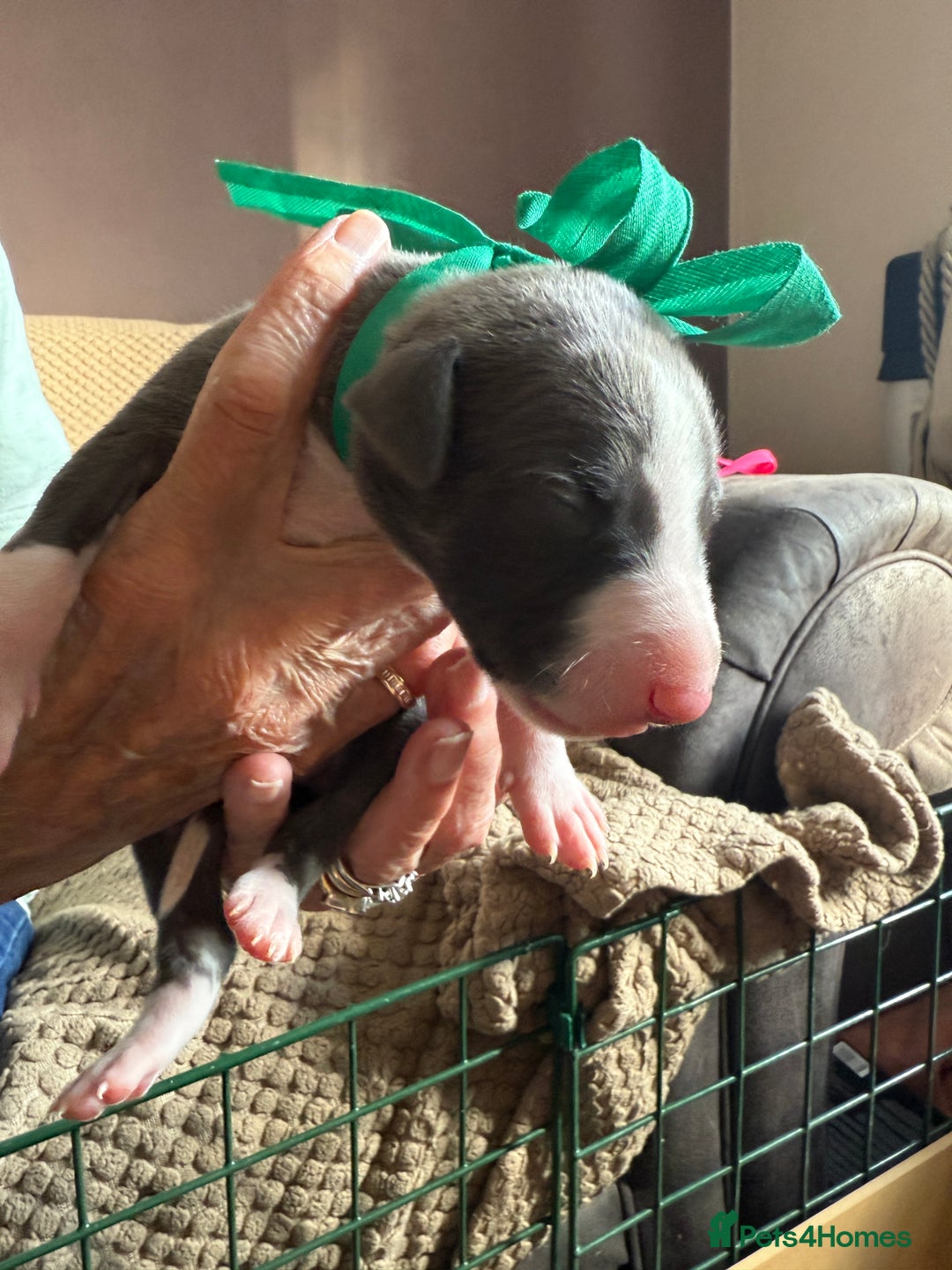Whippet dogs for sale: Blue whippet pups for sale  - Advert 21