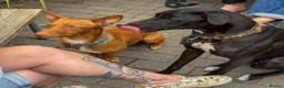 Mixed Breed dogs for adoption: Shadow - Podenco Maneto  in Birmingham - Advert 7