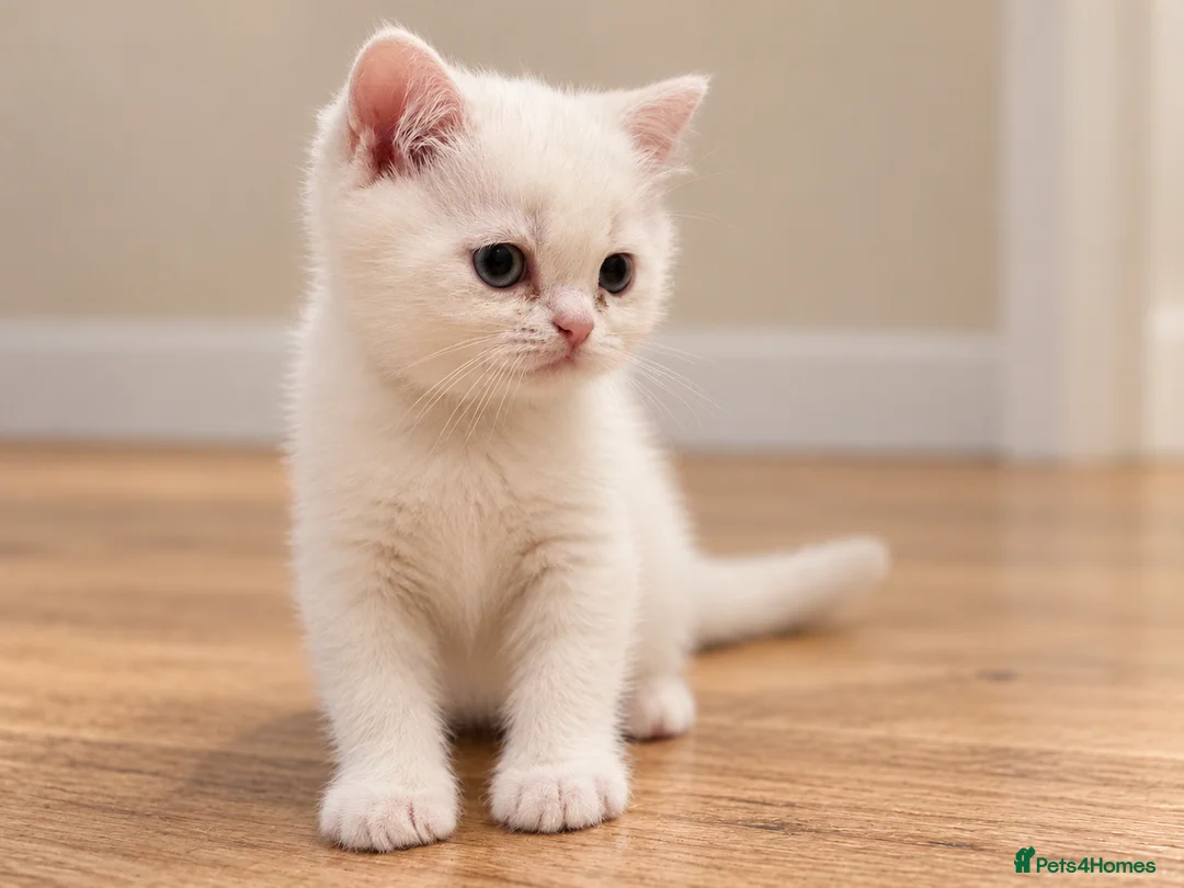 British Shorthair cats for sale: Purebred British Shorthair Kittens – Vet Checked - Advert 2